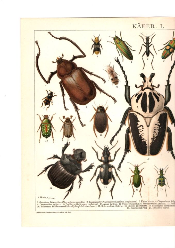 INSEKTEN - KÄFER - COLEOPTERA - 2 CHROMOLITHOGRAPHIEN - 1902 in Berlin