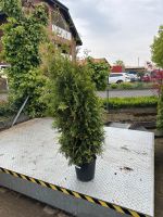 Thuja Brabant, Lebensbaum, Sichtschutz, Heckenpflanze Nordrhein-Westfalen - Schloß Holte-Stukenbrock Vorschau