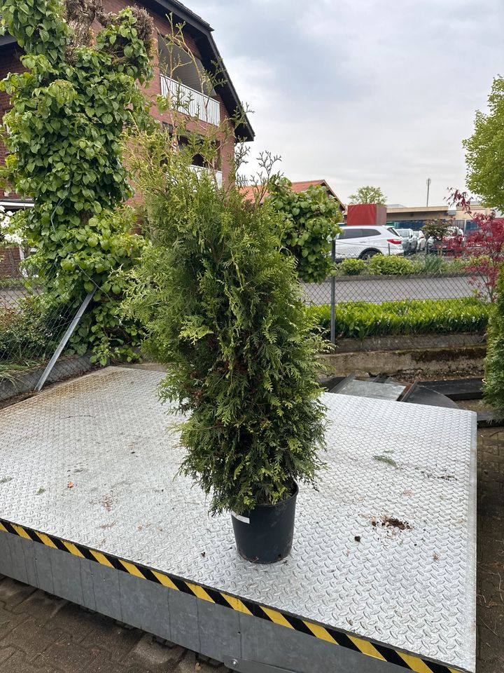 Thuja Brabant, Lebensbaum, Sichtschutz, Heckenpflanze in Schloß Holte-Stukenbrock