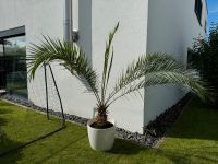 Dattelpalme Palme ca. 190 cm mit Topf Baden-Württemberg - Mutlangen Vorschau