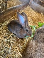 Deutsche Riesen Häsin 8 Wochen alt - Hasen Kaninchen Nordrhein-Westfalen - Euskirchen Vorschau