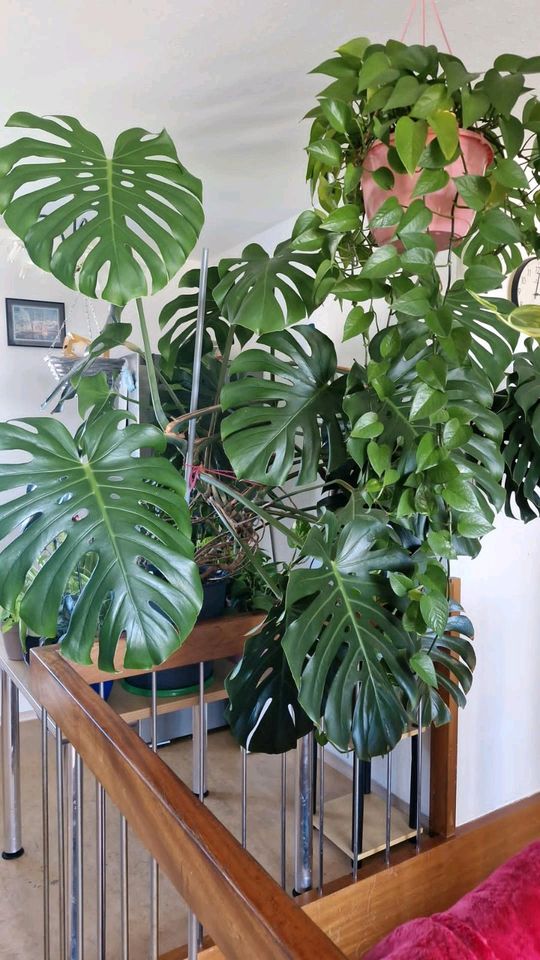 Monstera Pflanzen in Stuttgart