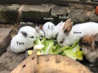 Süße Kaninchen suchen liebevolles Zuhause - Platz vor Preis Dresden - Äußere Neustadt Vorschau