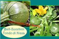 ♥ BIO Ball Zucchini,rund Samen Gemüse Garten,Tulpenstolz Gurken Eimsbüttel - Hamburg Schnelsen Vorschau