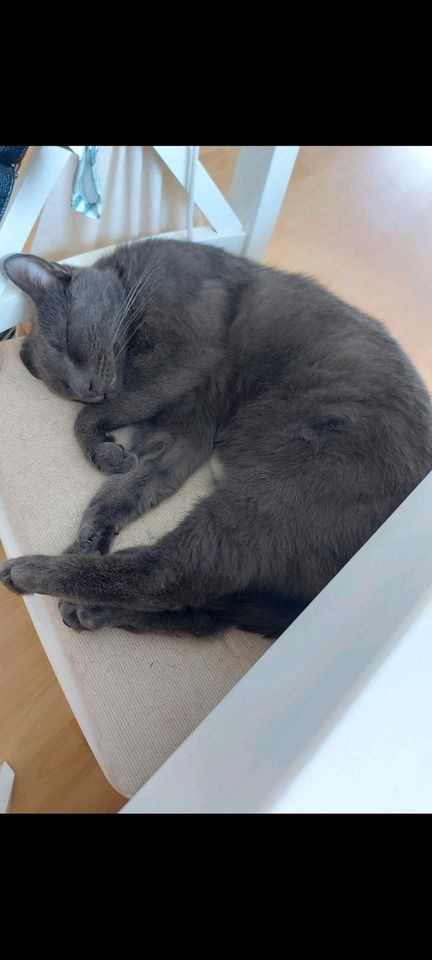 Katze vermisst in Todesfelde