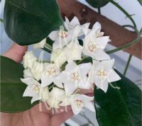 Hoya magnifica - Stecklinge Baden-Württemberg - Heidelberg Vorschau