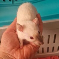 3 tolle Ratten Weibchen Jungtiere aus liebevoller Hobbyzucht Wuppertal - Vohwinkel Vorschau
