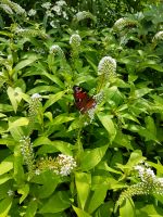 Schnee-Felberich Lysimachia Staude Ausläufer Bienenweide Schnitt Niedersachsen - Uelzen Vorschau