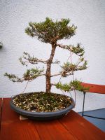 Waldkiefer Bonsai Sachsen-Anhalt - Dessau-Roßlau Vorschau