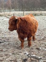 Highland Cattle Schottisches Hochlandrind Niedersachsen - Osnabrück Vorschau
