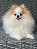 lieber aufgeweckter Zwergspitz Pomeranian 3 farbig Rüde Schwerin - Friedrichsthal Vorschau