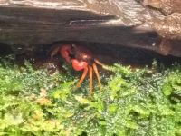 Ruby VampirKrabbe Krabbe Terrarium vampir Dresden - Leuben Vorschau