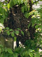 Schwarmrettung • Bienenschwarm helfen Niedersachsen - Saterland Vorschau