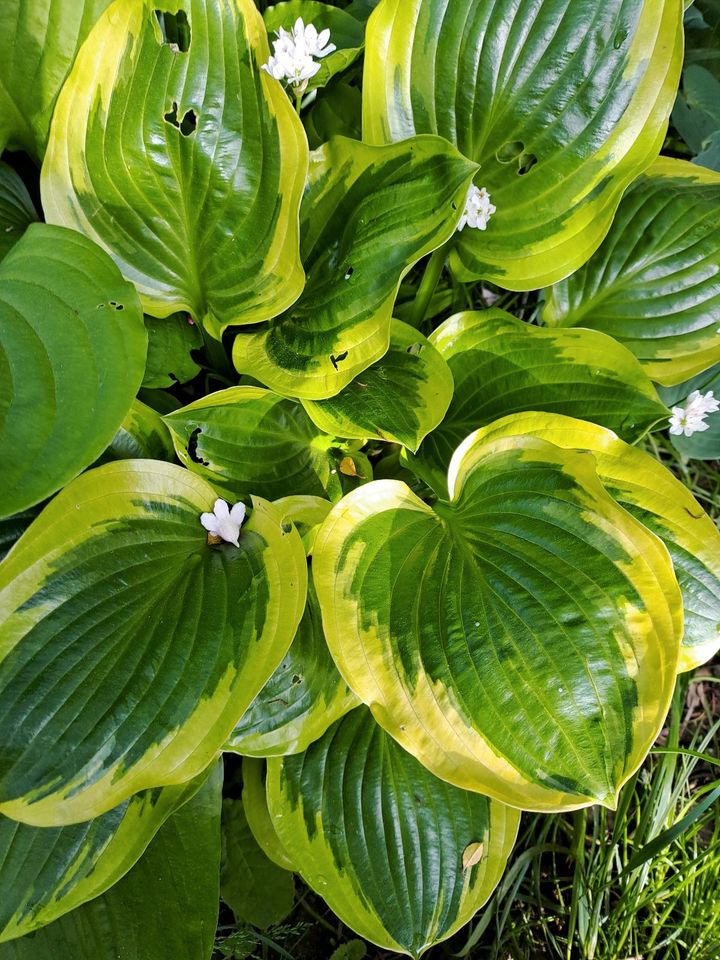 Funkien und andere Gartenblumen in Bruchsal