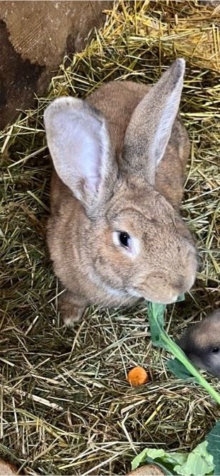 Hase, Stallhase in Unterschneidheim