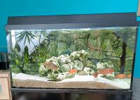 120l Aquarium mit Abdeckung, Beleuchtung und Strukturhintergrund. Bayern - Ingolstadt Vorschau