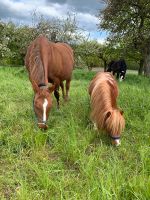 Offenstall Platz bevorzugt Stute Stall Paddock Rehe Rheinland-Pfalz - Melsbach Vorschau