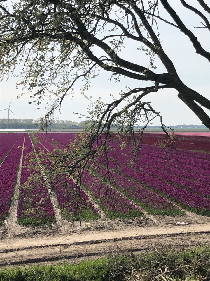 Urlaub im Ferienhaus in Südholland /Zeeland in Moers