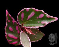 Begonia sp. 'Julau' Freiburg im Breisgau - Umkirch Vorschau