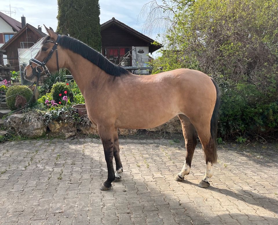 Deutsches Reitpony, Pony,Falbe,4 jährig,Stute in Gomadingen