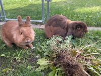 Hasen (Zwergkaninchen & Widder) Thüringen - Frankenblick Vorschau