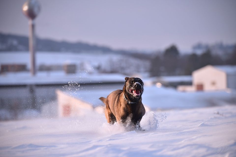 Der (fast) Perfekte Rückruf * Hundeschule * Smart Dogs Wuppertal in Wuppertal