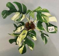 Rhaphidophora Tetrasperma Variegata ALBO - NICHT TRICOLOR - R38 Köln - Zollstock Vorschau