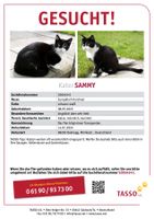 Kater Sammy wird leider immer noch vermisst Baden-Württemberg - Bodnegg Vorschau