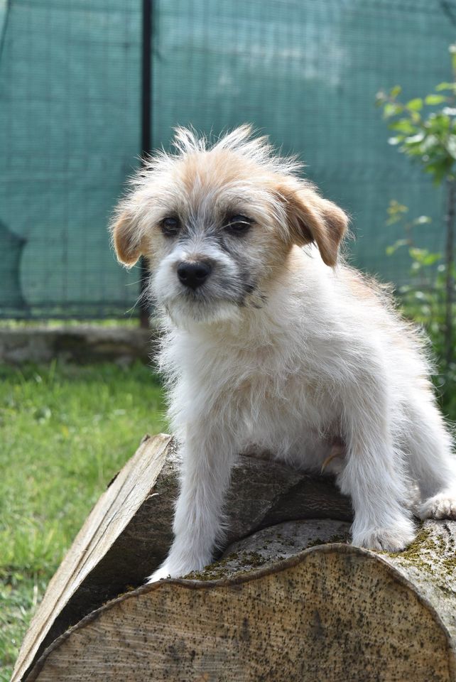 Kleine Frankie sucht ihr Zuhause in Dortmund