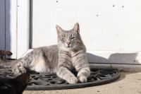 Katze Constelina sucht ein Zuhause Altona - Hamburg Blankenese Vorschau
