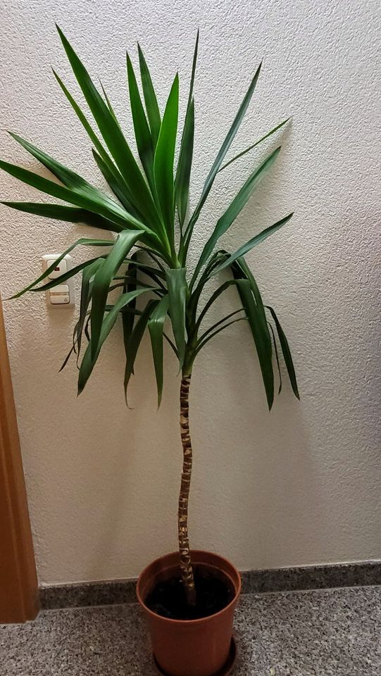 Yucca Palme /Zimmerpflanze 130- 160 cm in Hessen - Friedberg (Hessen) |  eBay Kleinanzeigen ist jetzt Kleinanzeigen