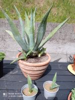 Aloe Agave Ableger Baden-Württemberg - Wolfegg Vorschau