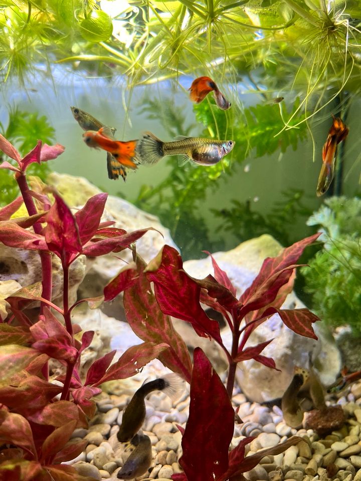 Kleine bunte Fische / Guppys Aquarium in Würselen