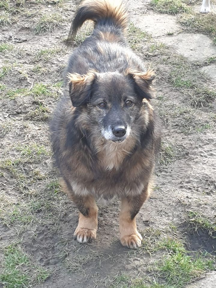 Putziger ELMO ❤️ aus dem Tierschutz sucht seine Menschen in Erftstadt