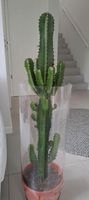 Kaktus Euphorbia Acrurensis Wolfsmilch groß 83cm Niedersachsen - Oldenburg Vorschau