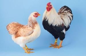 verschiedene Hühner zu verkaufen in Auetal