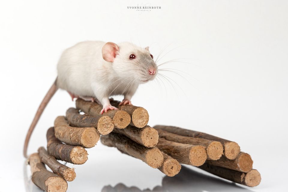 Suche Rattenbetreuung in Hagen