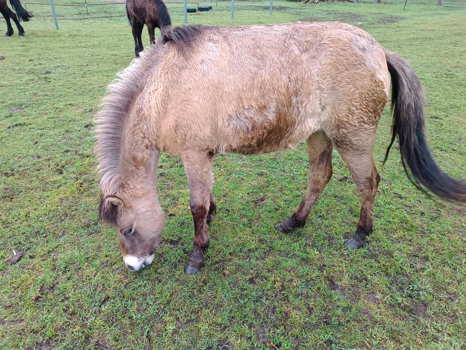 Pony Stute Falbe Bay Dun "Roh" Konik Exmoor in Lathen