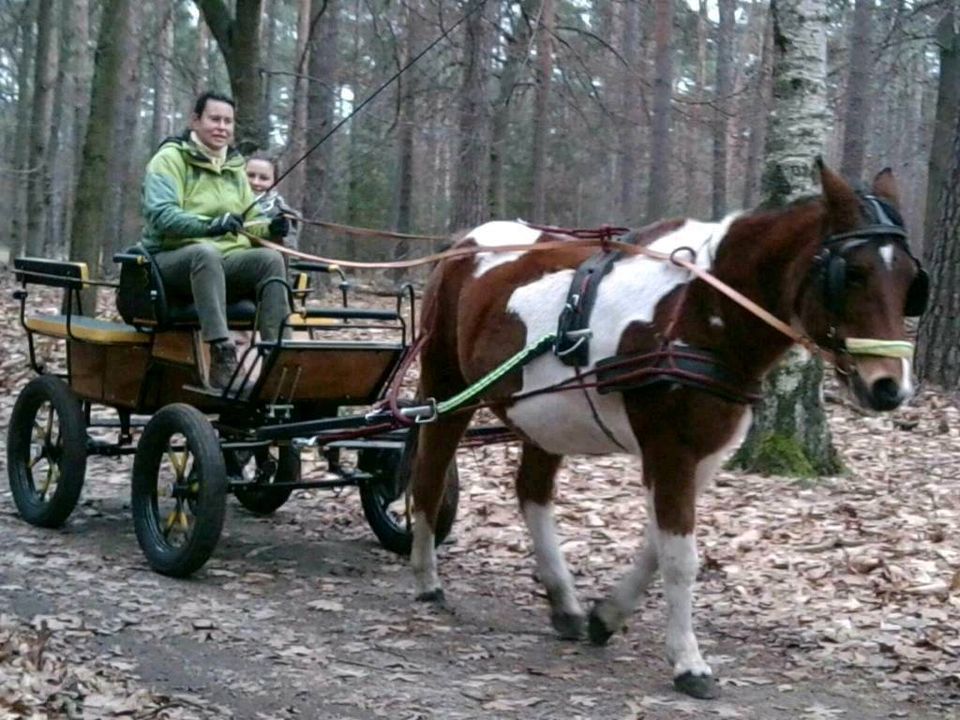 Kutsche Fahren, Pferd, Esel oder Pony in Ziesar