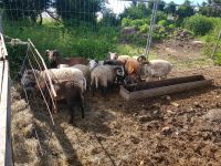 Schafe zur Verkaufen Hessen - Limeshain Vorschau