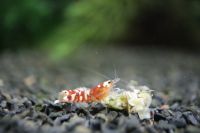 Red Fancy Caridina Garnele DNZ Baden-Württemberg - Dürnau Vorschau