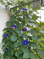Prunkwinde Samen blau/Lila Rankpflanze !Jetzt pflanzen! Bayern - Augsburg Vorschau