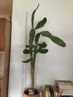 opuntia kaktus ca 150/60 gross Stuttgart - Stuttgart-West Vorschau