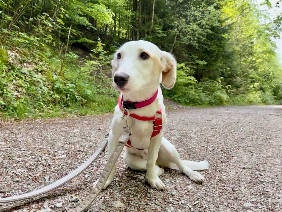 Bezaubernde kleine Elly - Familienhund in Schliersee