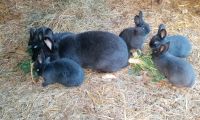 Kaninchen blaue Wiener mit Jungtieren Thüringen - Vogelsberg (bei Sömmerda) Vorschau