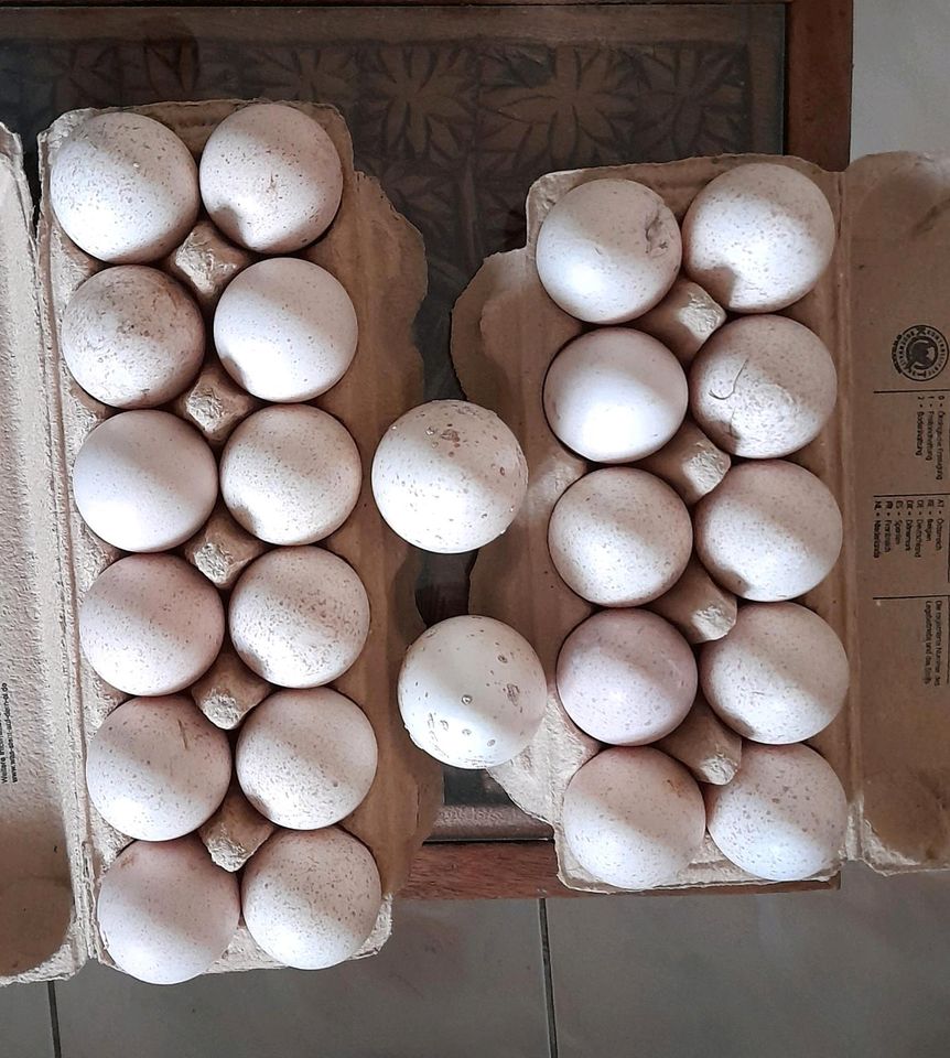 Verkaufe Puten Eier zum Verzehren. in Blumenholz
