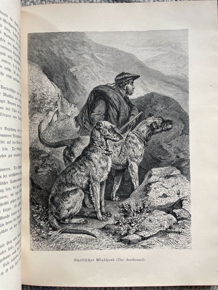 Diana, Antiquarisches Buch für Jäger und Hundefreunde in Stuttgart