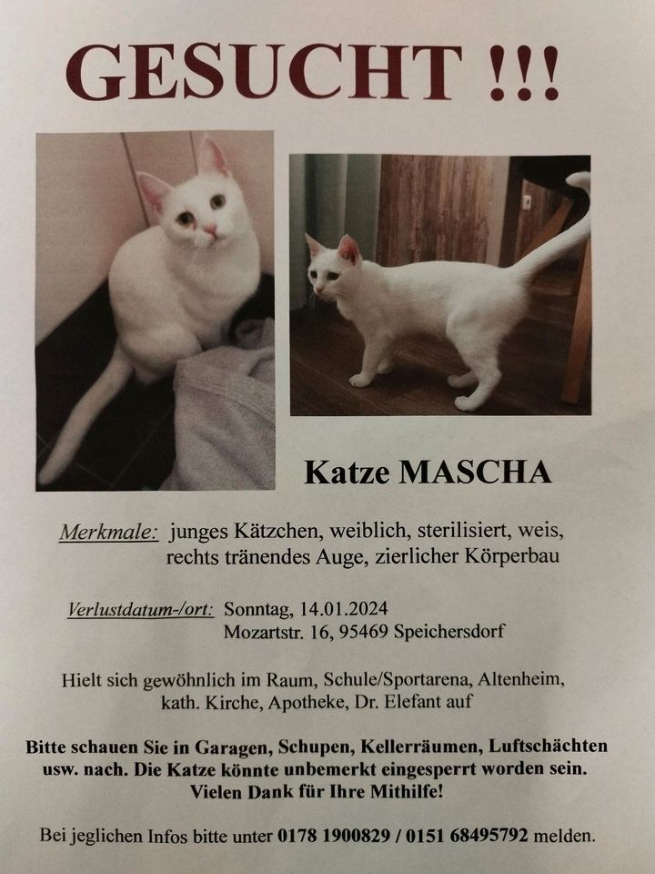 Katze vermisst/gesucht in Speichersdorf