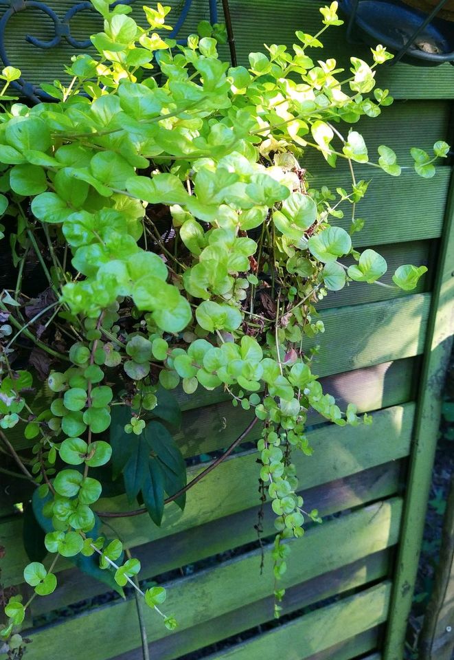 Lysimachia Karat Ableger in Hamburg