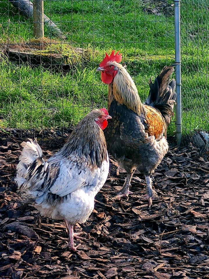 Bruteier Olivleger Marans Legbar Araucaner Pawlowskaja in Niederzier